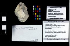Foto (Objekt + Etikett) von Cracensigillatus acutirostris (Moericke, 1889)  (NHMW-GEO-1990-0041-3123)